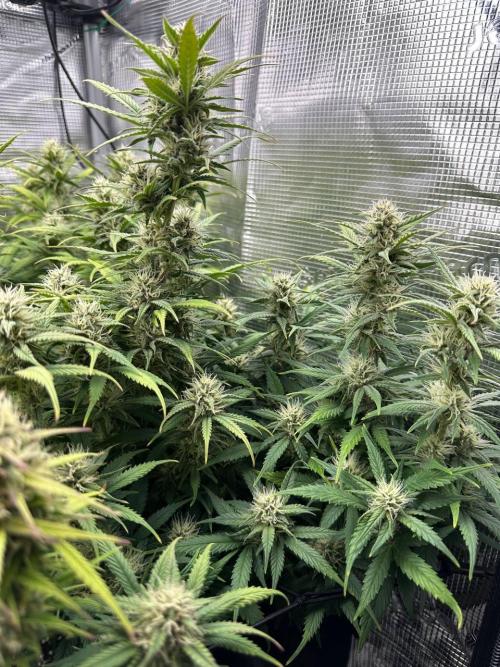 Perfect Grow 🤓🤩. Week 8