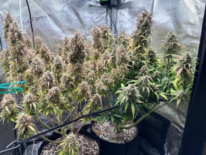 Perfect Grow 🤓🤩. Week 10