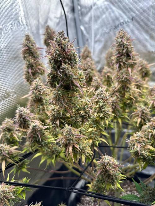 Perfect Grow 🤓🤩. Week 10
