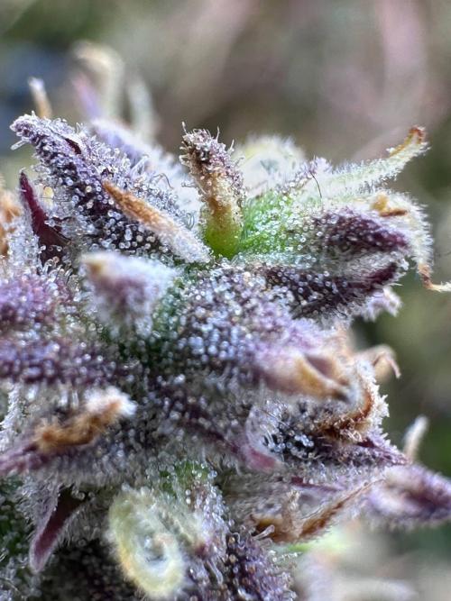 Perfect Grow 🤓🤩. Week 10
