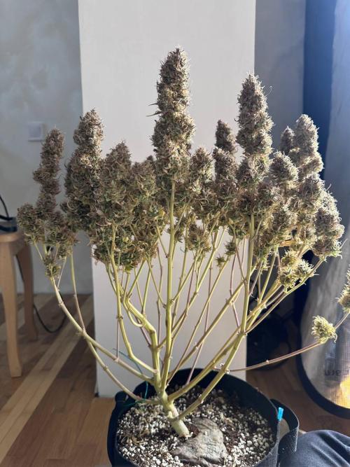 Perfect Grow 🤓🤩. Week 12