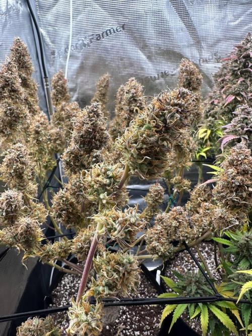 Perfect Grow 🤓🤩. Week 12