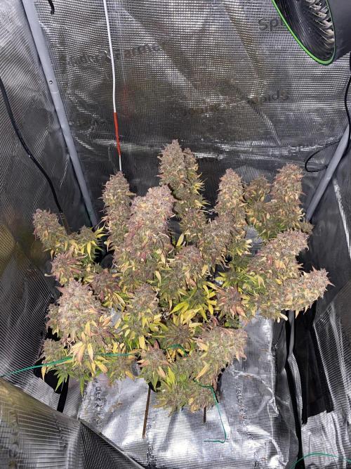 Perfect Grow 🤓🤩. Week 12