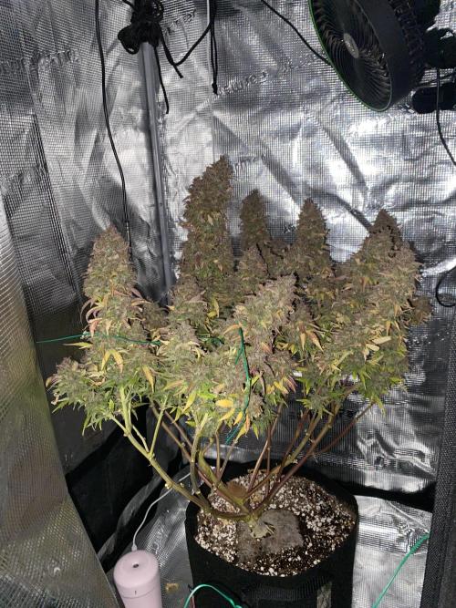 Perfect Grow 🤓🤩. Week 12