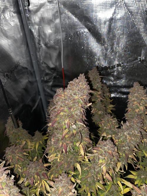 Perfect Grow 🤓🤩. Week 12