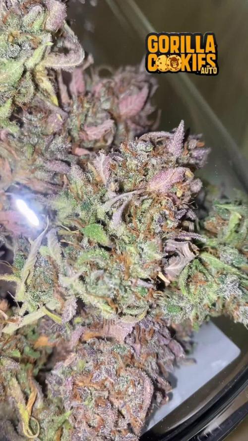 Perfect Grow 🤓🤩