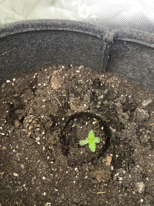 Gorilla Cookies Auto. Week 1