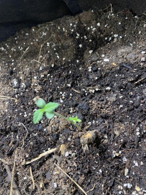 Two-Headed Gorilla. Week 1 - Day 4
