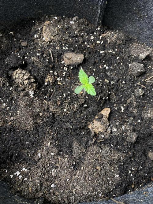 Gorilla Cookies Auto. Week 1