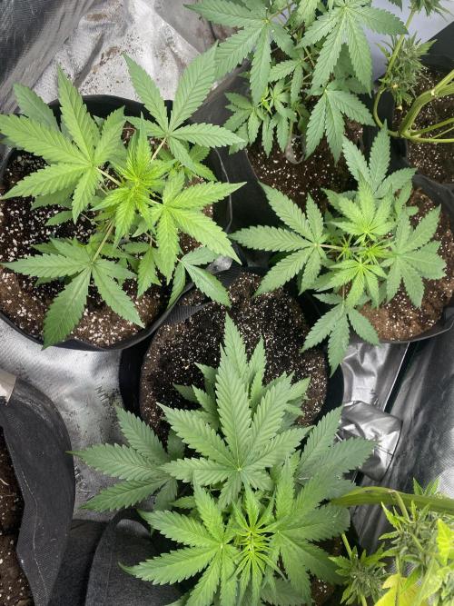 Matilda, Lily, Mary and Jane. Week 4