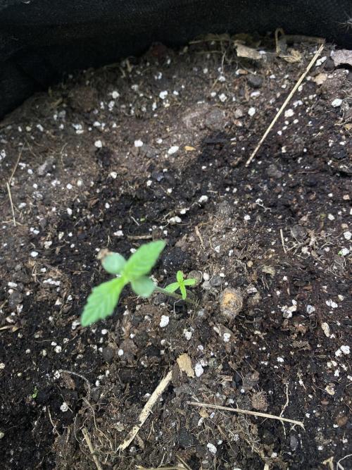 Gorilla Cookies Auto. Week 1