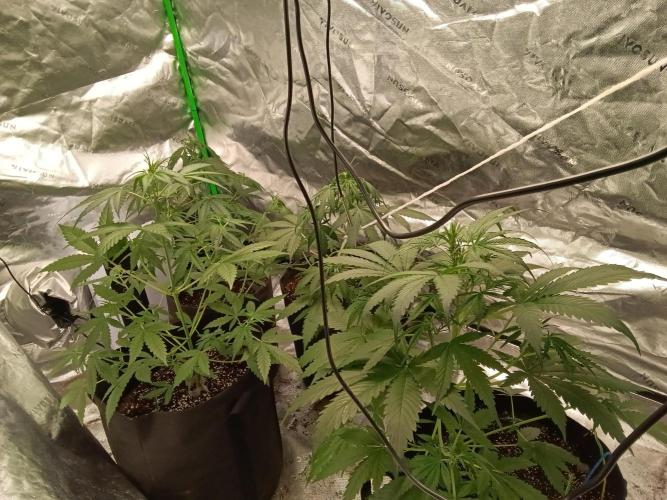 Matilda, Lily, Mary and Jane. Week 5