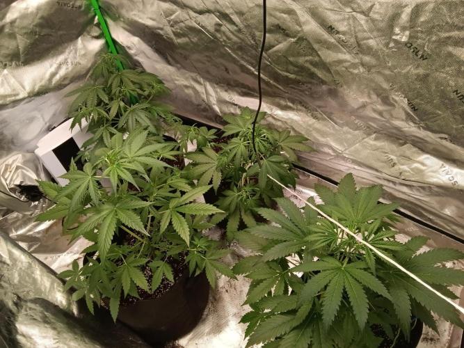 Matilda, Lily, Mary and Jane. Week 5