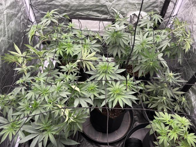 Barneys Farm Precision Hybrid.. Week 2