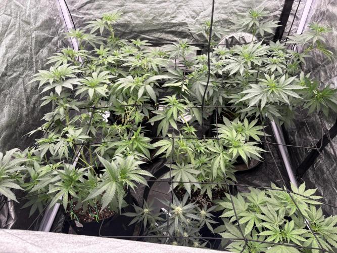Barneys Farm Precision Hybrid.. Week 2