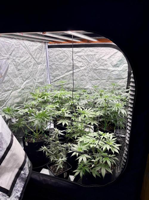 Barneys Farm Precision Hybrid.. Week 2