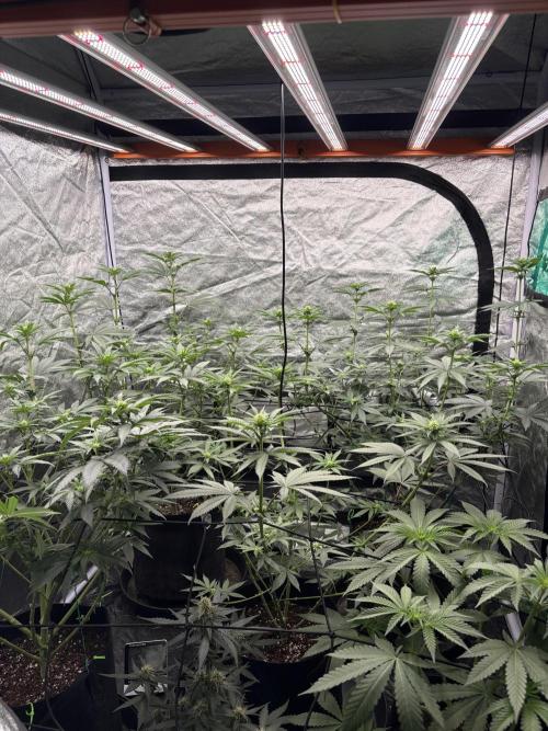 Barneys Farm Precision Hybrid.. Week 2