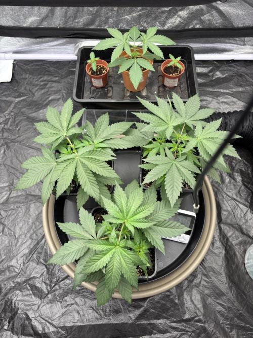 MAC 1 - F1 HYBRID. Week 2