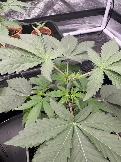 MAC 1. Week 2