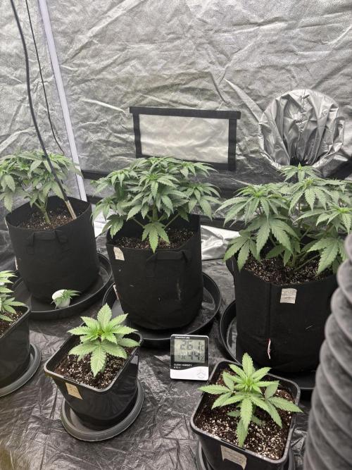 MAC 1. Week 3