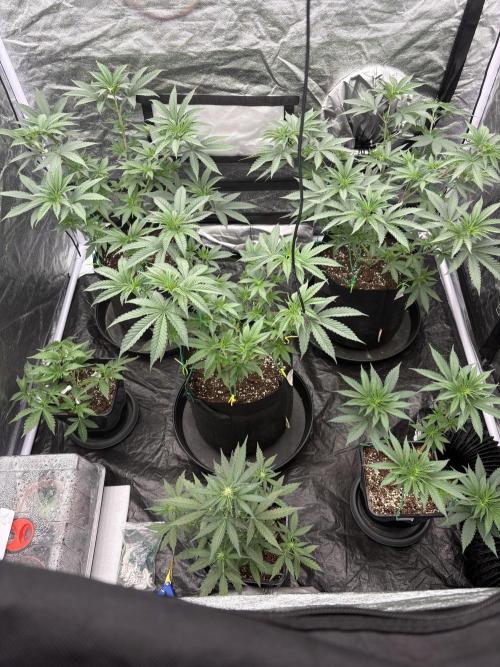 MAC 1. Week 4