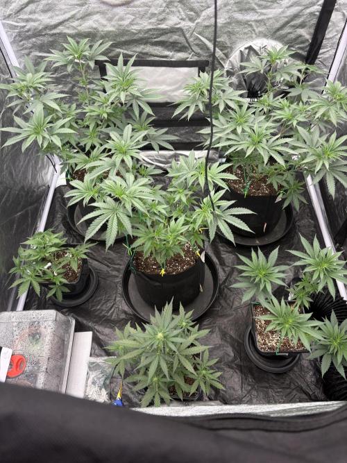 MAC 1. Week 4