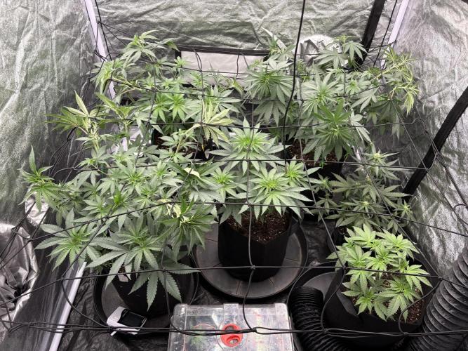 MAC 1. Week 5
