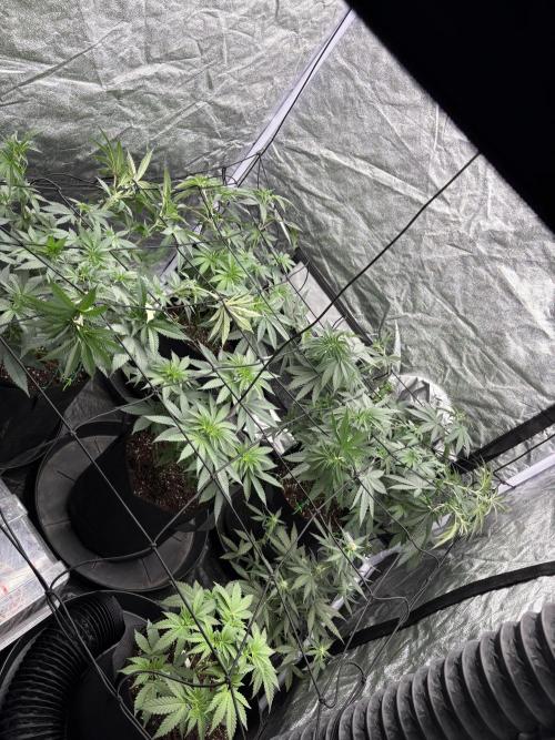 MAC 1. Week 5