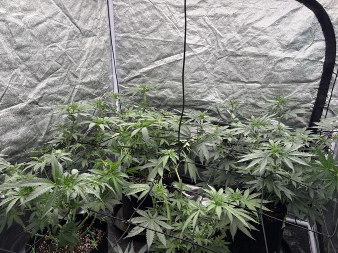 MAC 1. Week 6