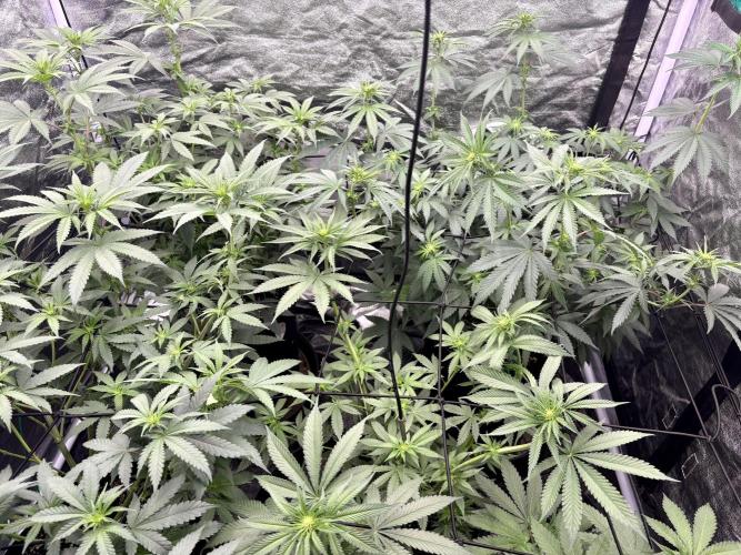 MAC 1. Week 7