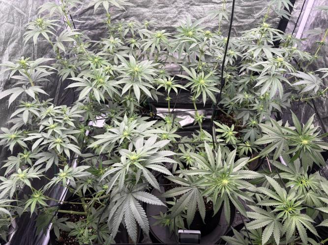 MAC 1. Week 7