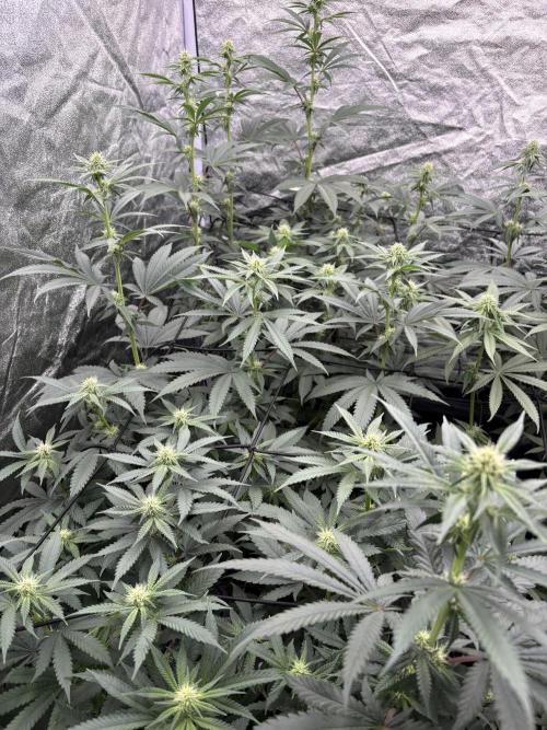 MAC 1. Week 10