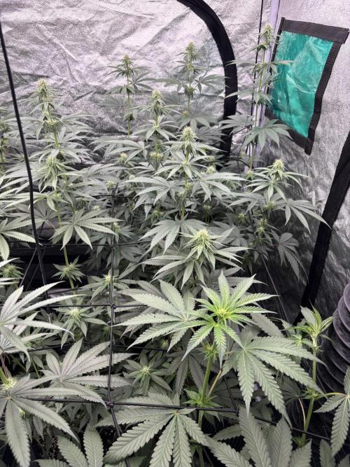 MAC 1. Week 10
