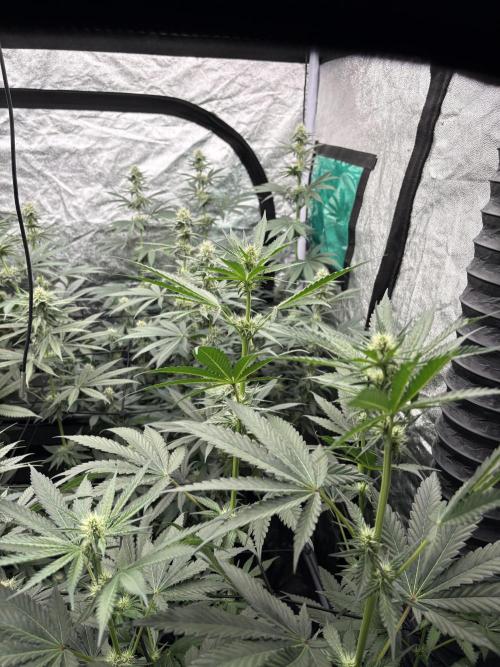 MAC 1. Week 11