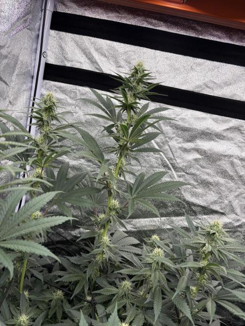 MAC 1. Week 11