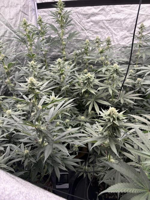 MAC 1. Week 11