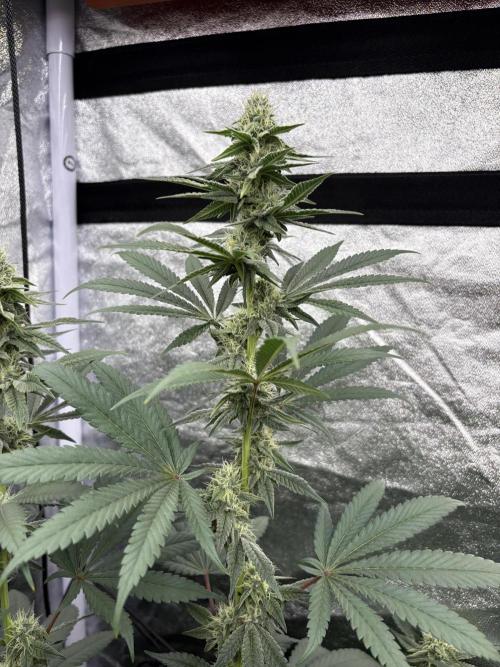 MAC 1. Week 12