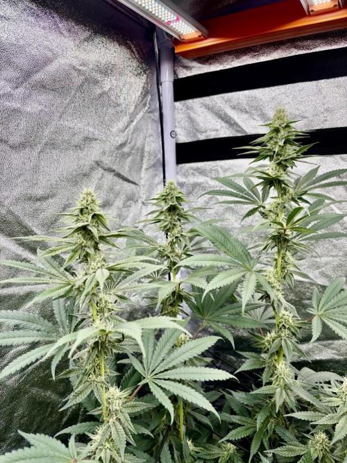 MAC 1. Week 12