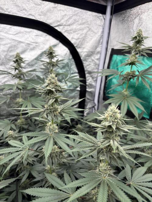 MAC 1. Week 12