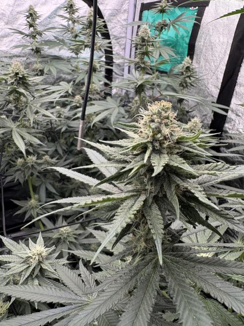 MAC 1. Week 12