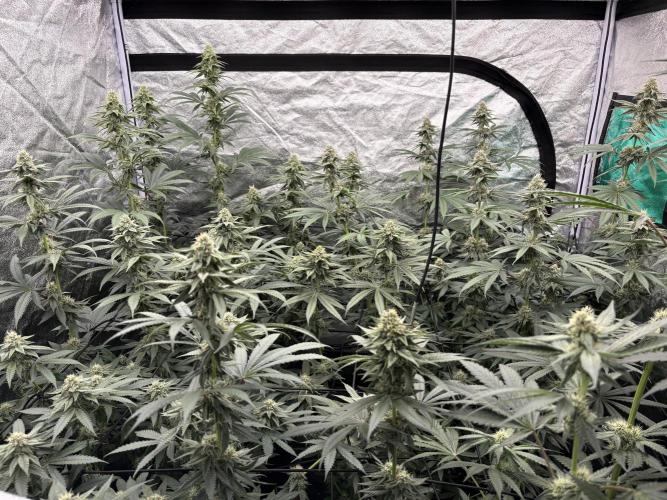 MAC 1. Week 12