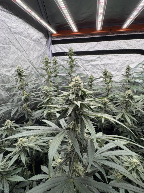 MAC 1. Week 12