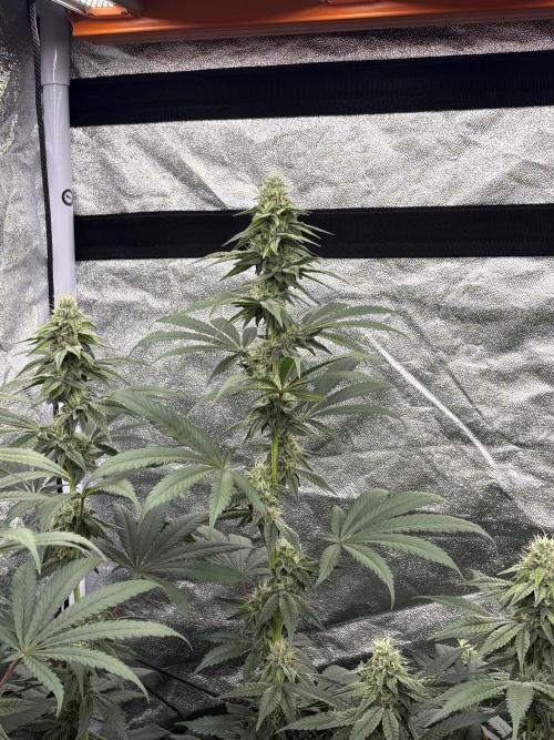 MAC 1 - F1 HYBRID. Week 12