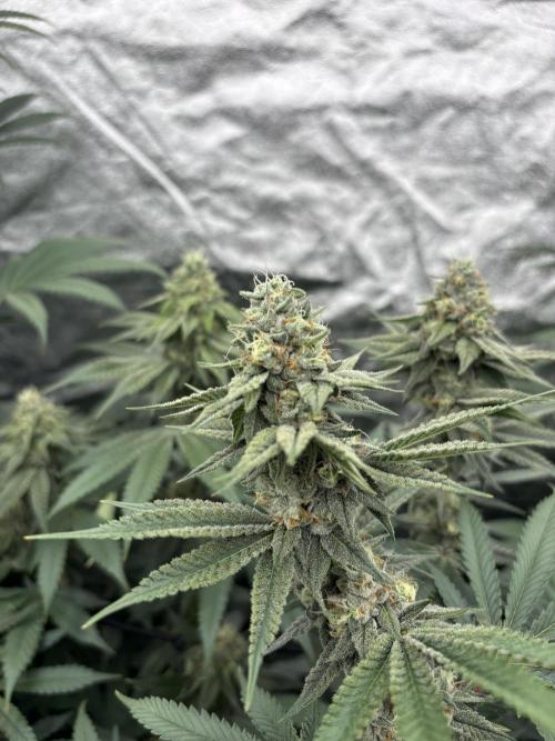 MAC 1. Week 13