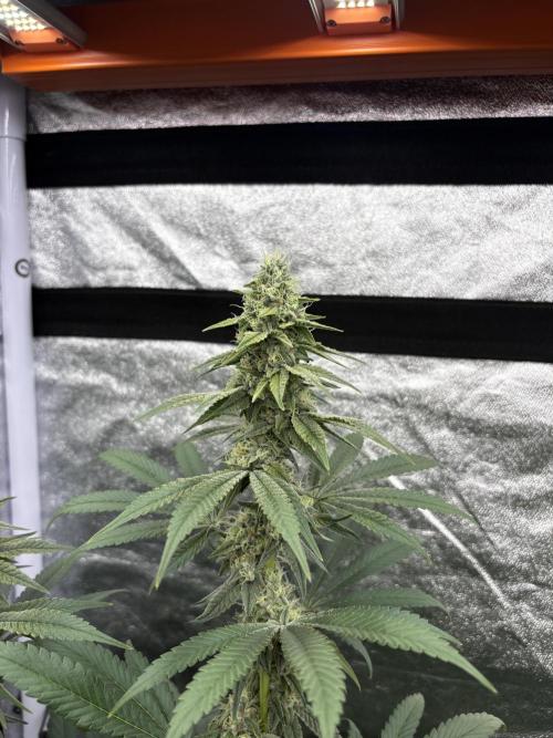 MAC 1. Week 13