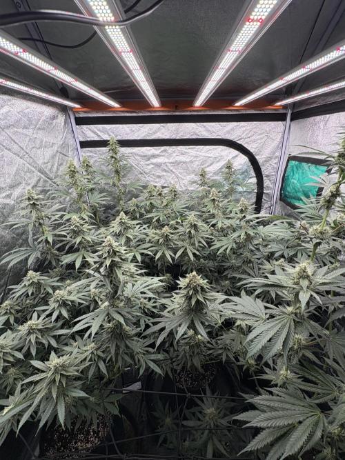 MAC 1. Week 13