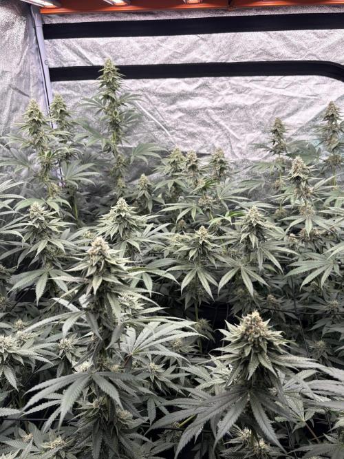 MAC 1 - F1 HYBRID. Week 13