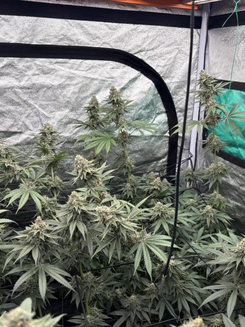 MAC 1. Week 14