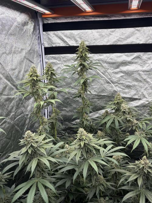 MAC 1. Week 14