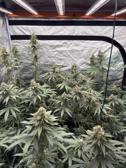 MAC 1. Week 14